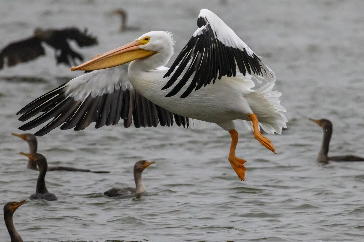 American White Pelican - ML646529041