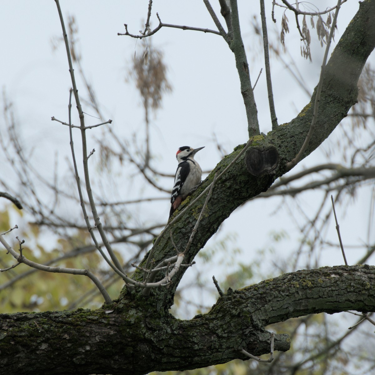 Okil siriarra - ML646529051