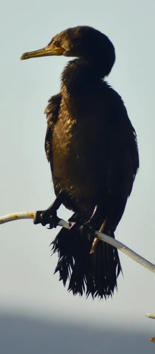 Neotropic Cormorant - ML646529052