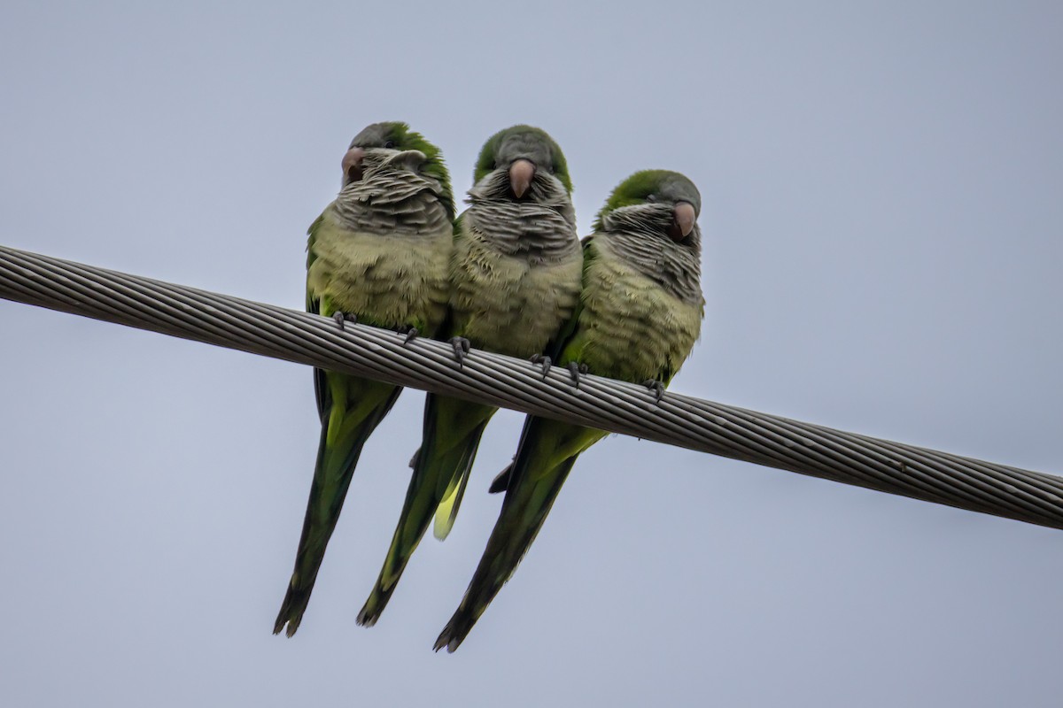 Калита сіроволий - ML646529056