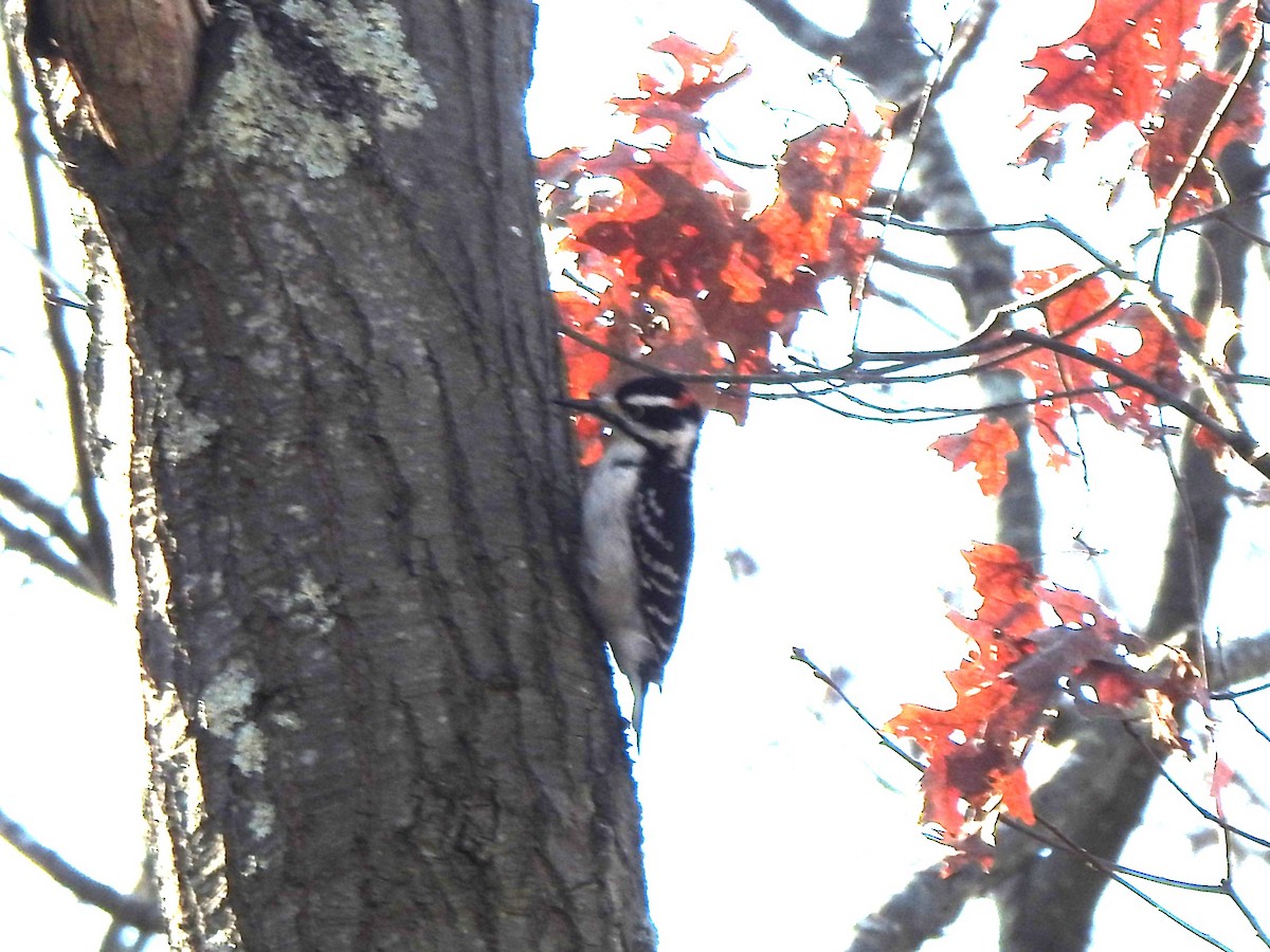 Hairy Woodpecker - ML646529061