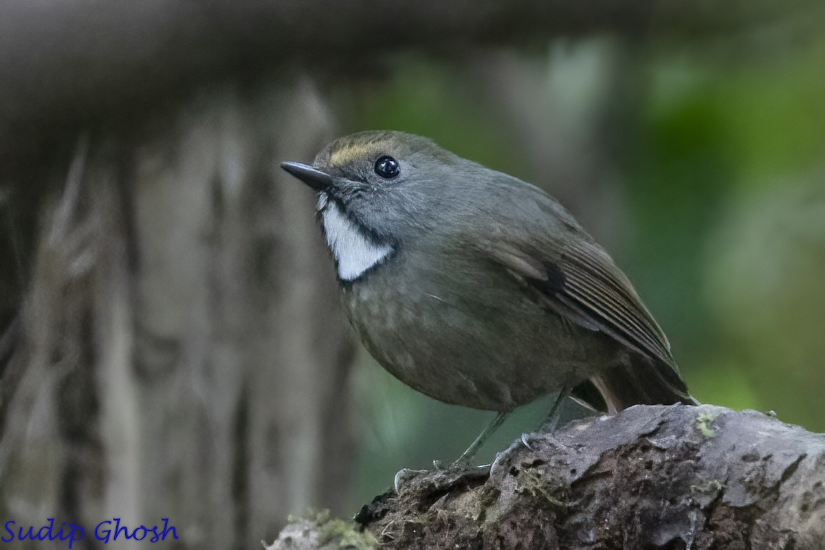 White-gorgeted Flycatcher - ML646529062