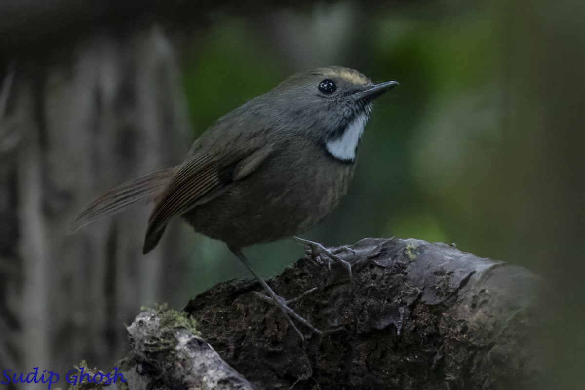 White-gorgeted Flycatcher - ML646529063