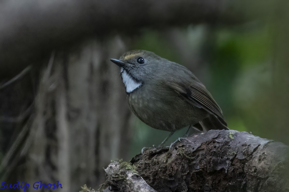 White-gorgeted Flycatcher - ML646529064
