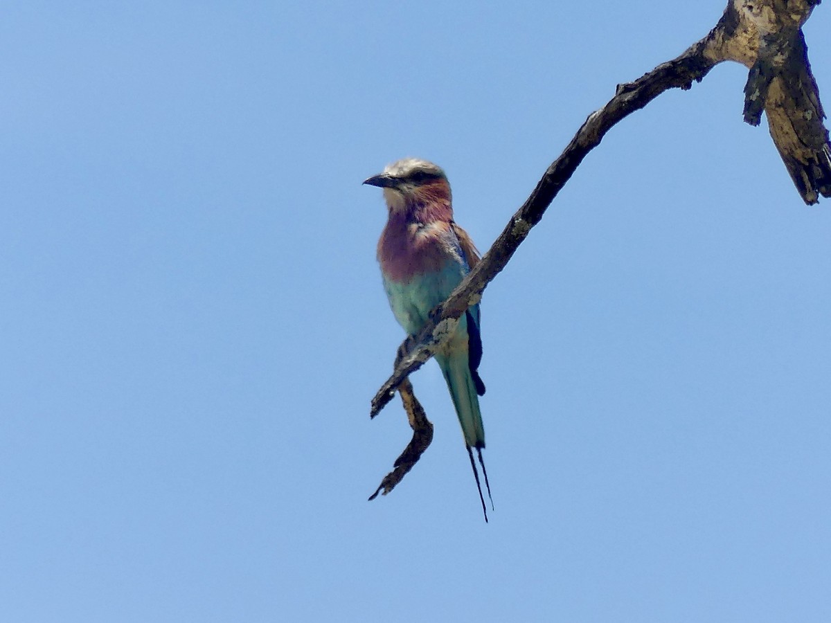 Gabelracke (caudatus) - ML646529065