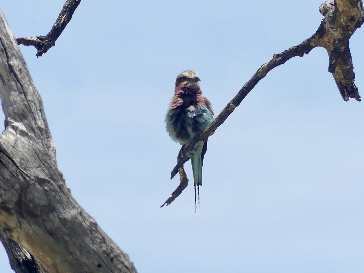 Gabelracke (caudatus) - ML646529066