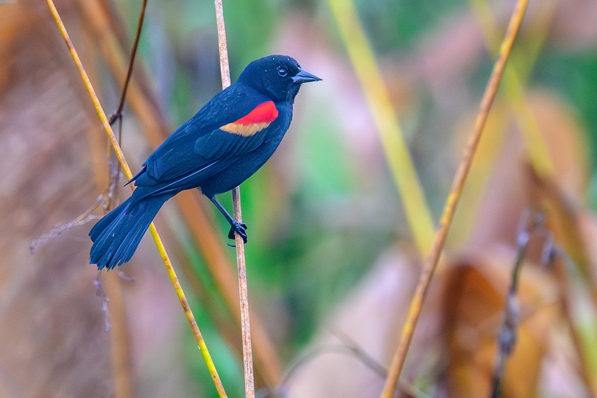 Red-winged Blackbird - ML646529067