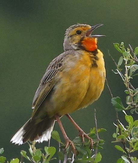 Orange-throated Longclaw - ML646529068