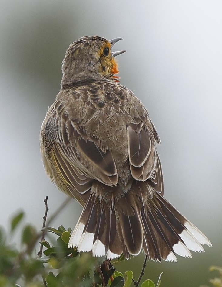 Orange-throated Longclaw - ML646529069