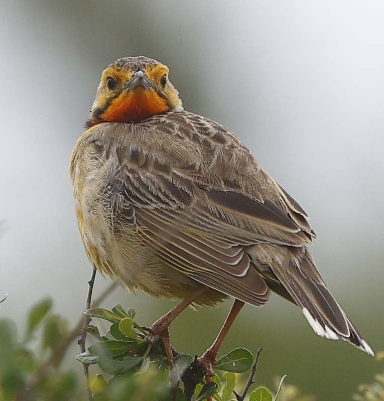 Orange-throated Longclaw - ML646529070