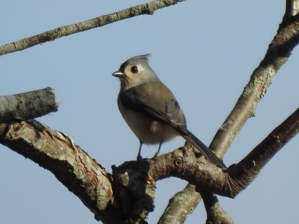 Tufted Titmouse - ML646529071