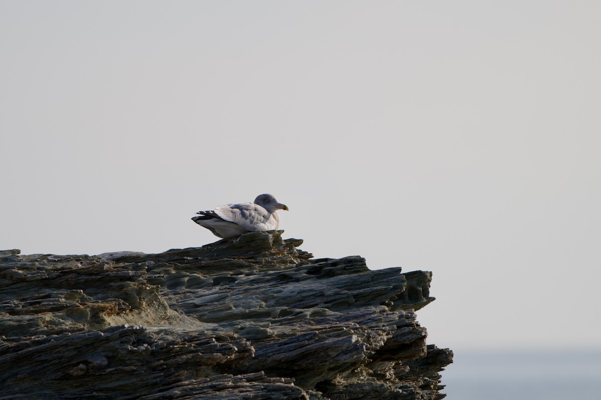 American Herring Gull - ML646529090