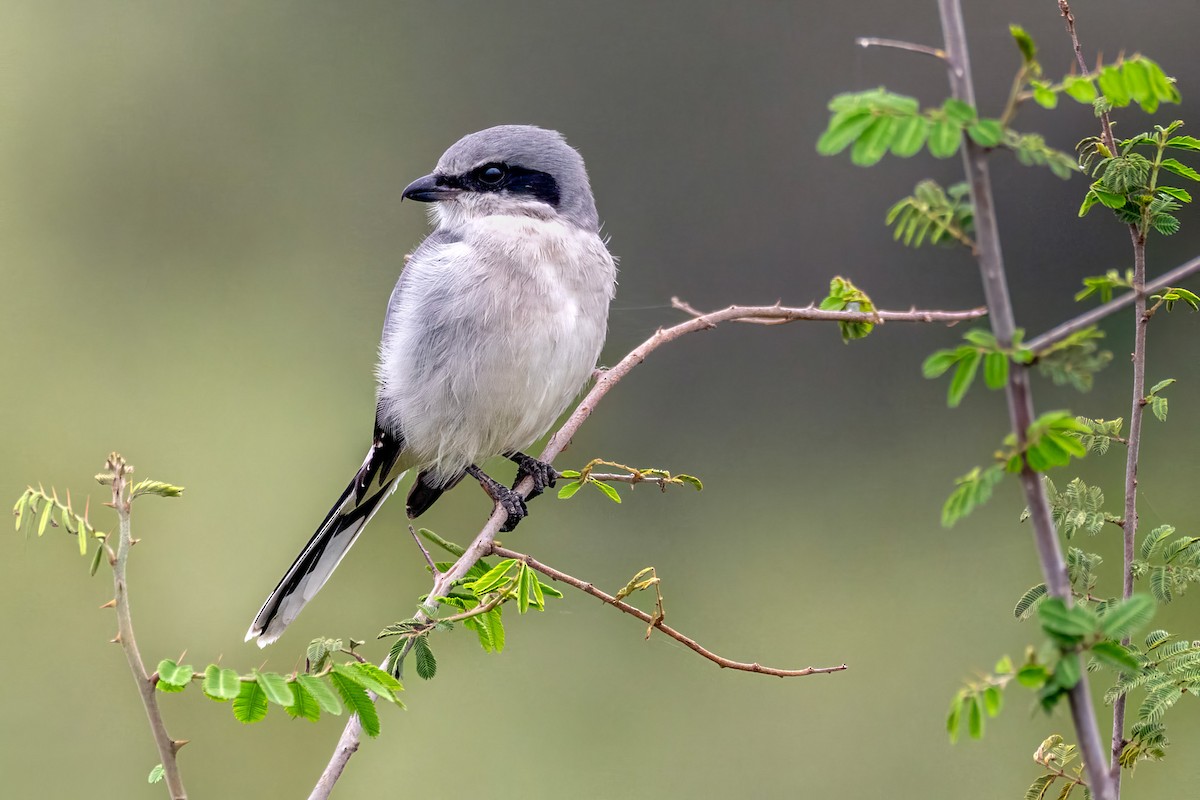 アメリカオオモズ - ML646529091