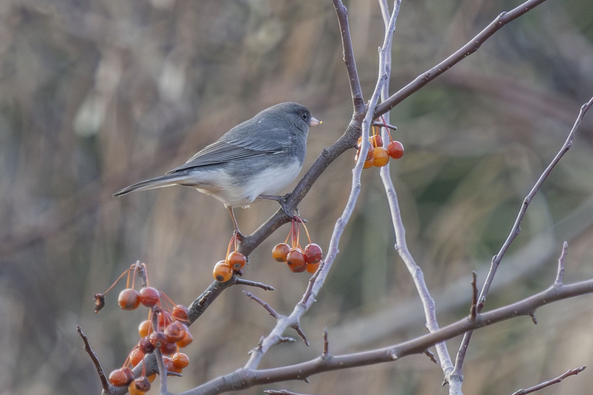 Dark-eyed Junco - ML646529093