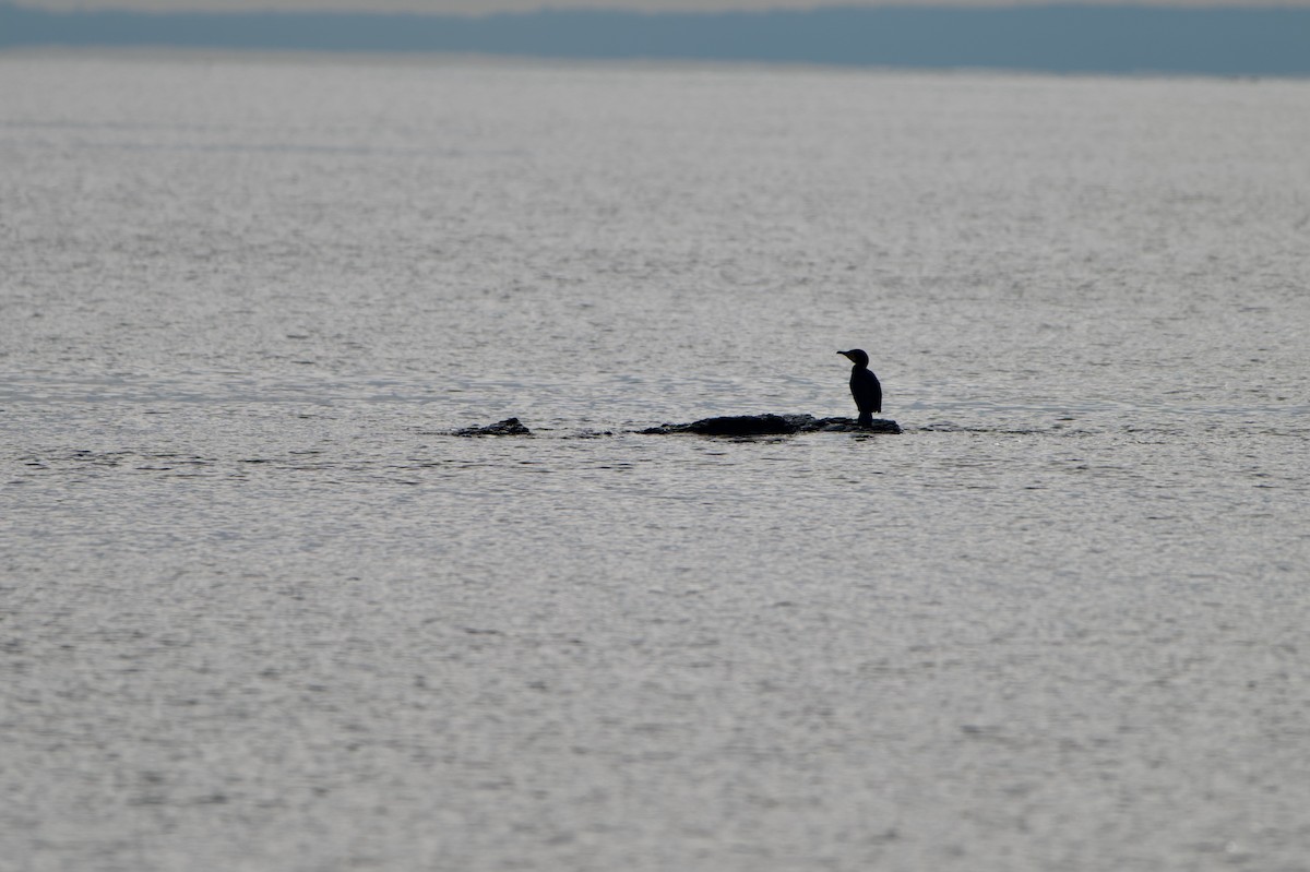 Great Cormorant - ML646529094