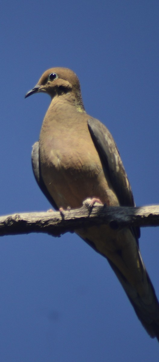 Mourning Dove - ML646529095