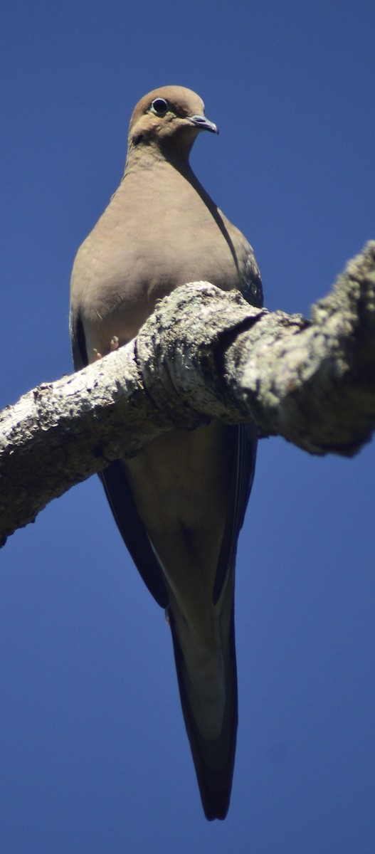 Mourning Dove - ML646529096