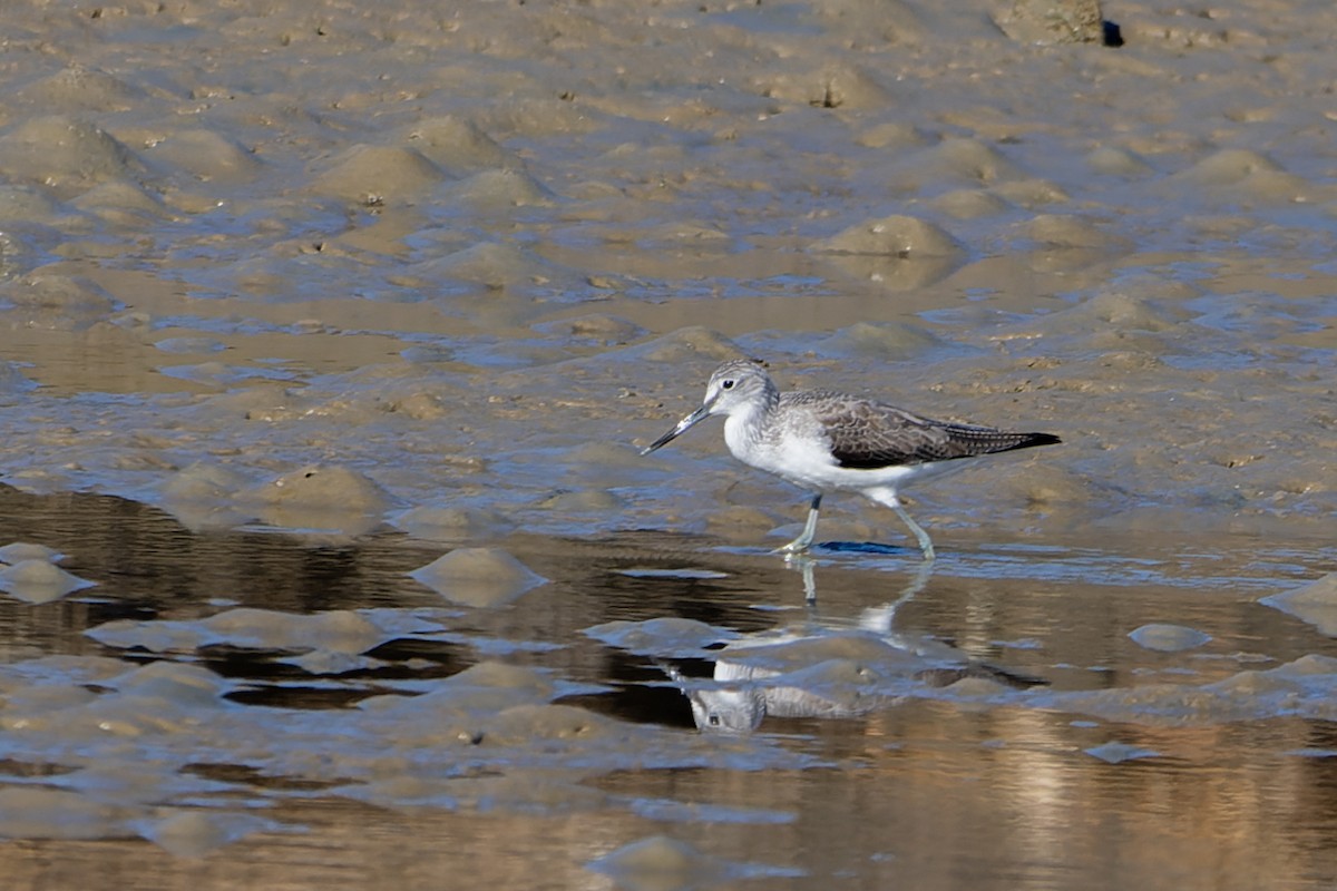 Common Greenshank - ML646529097