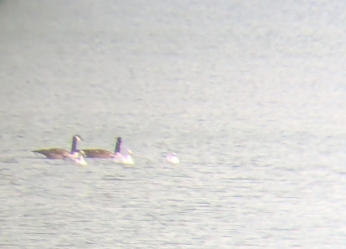 Ross's Goose - ML646529098