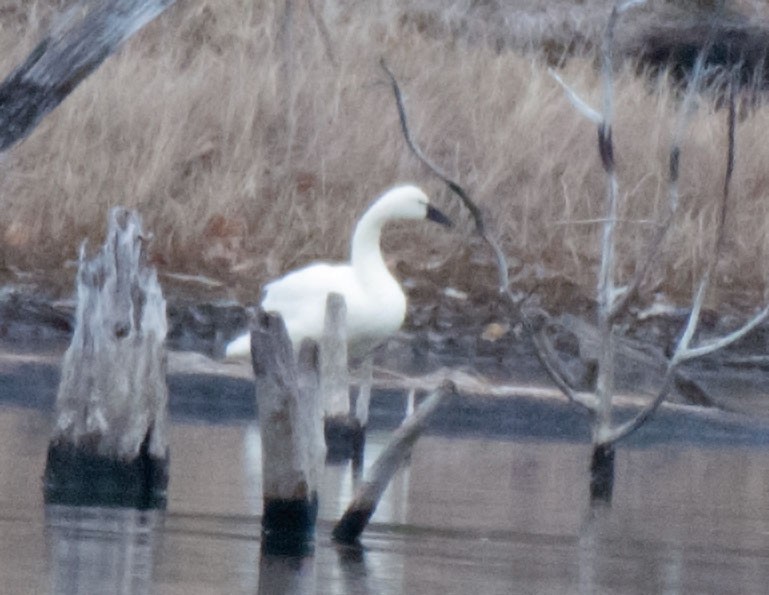 Tundra Swan - ML646529100