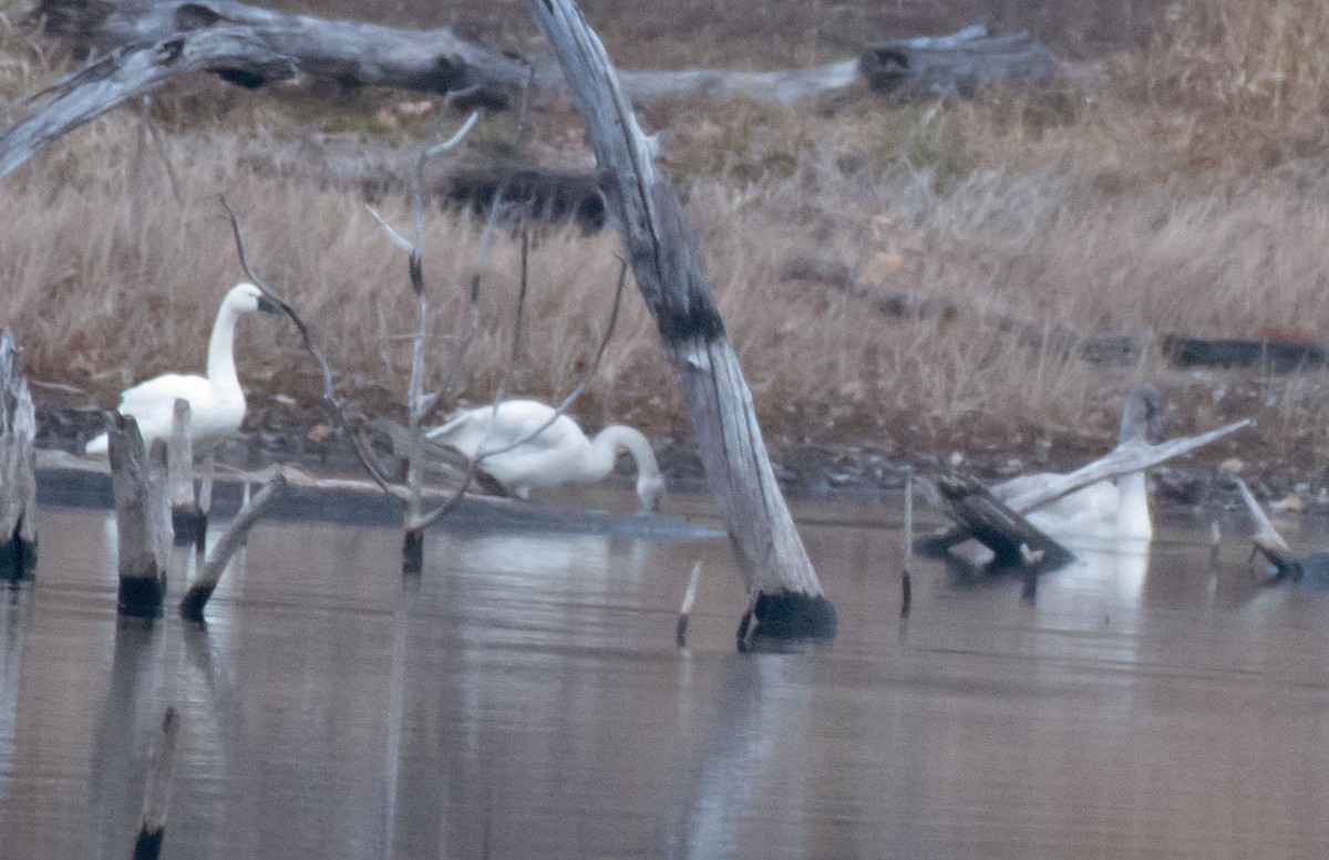 Tundra Swan - ML646529101