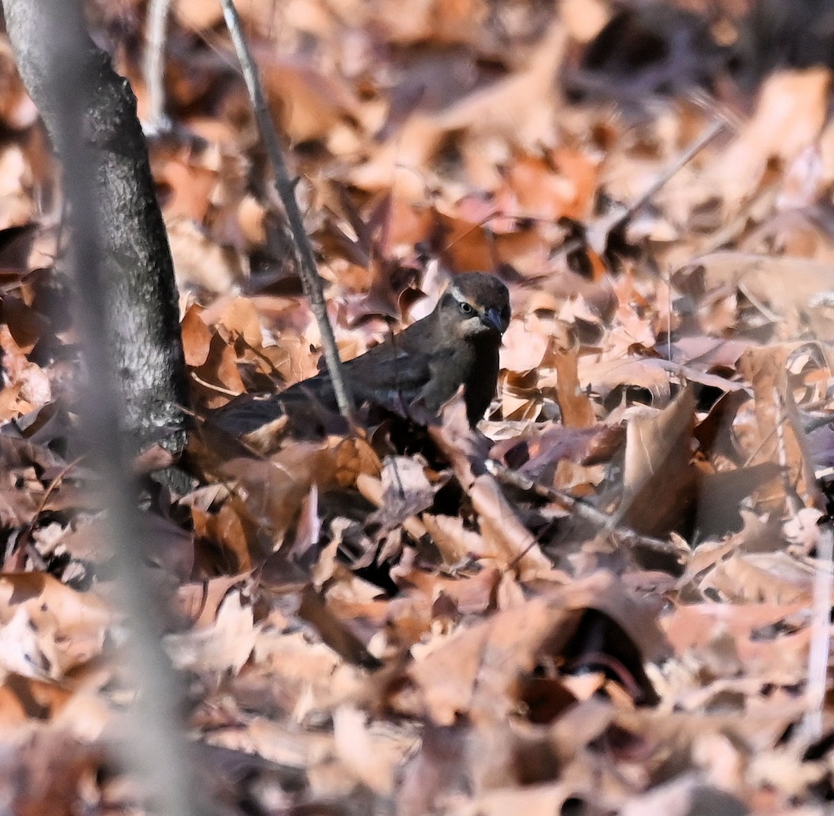 Rusty Blackbird - ML646529102
