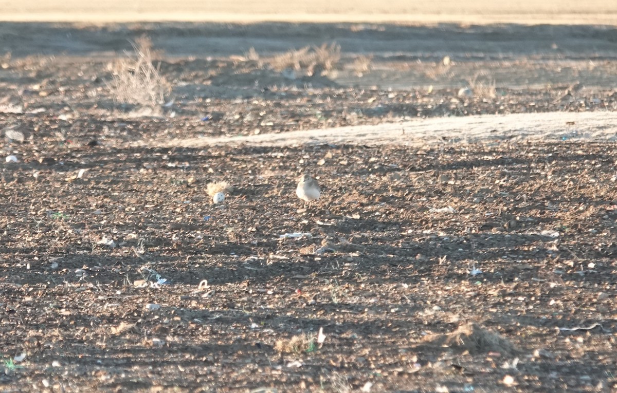 prærielo - ML646529103