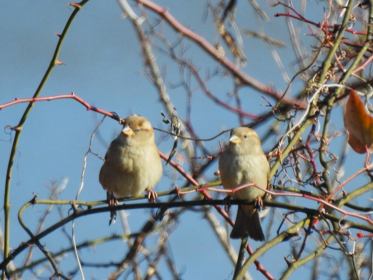 House Sparrow - ML646529104