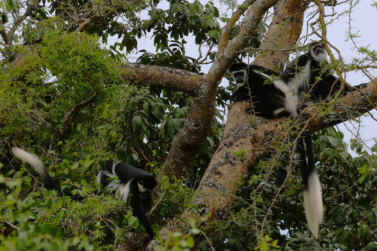 Animals - ML646529105