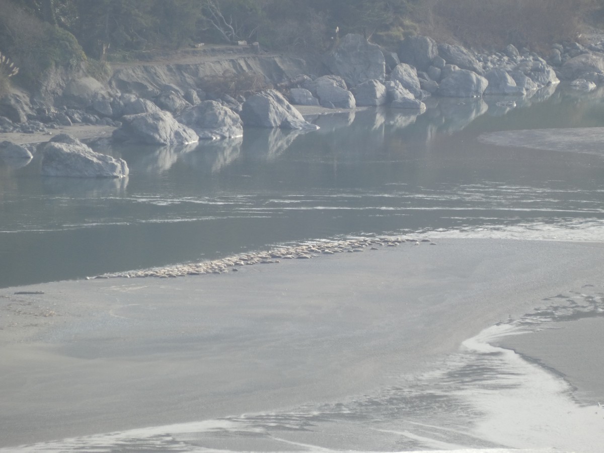 Südliche Seebären - ML646529109