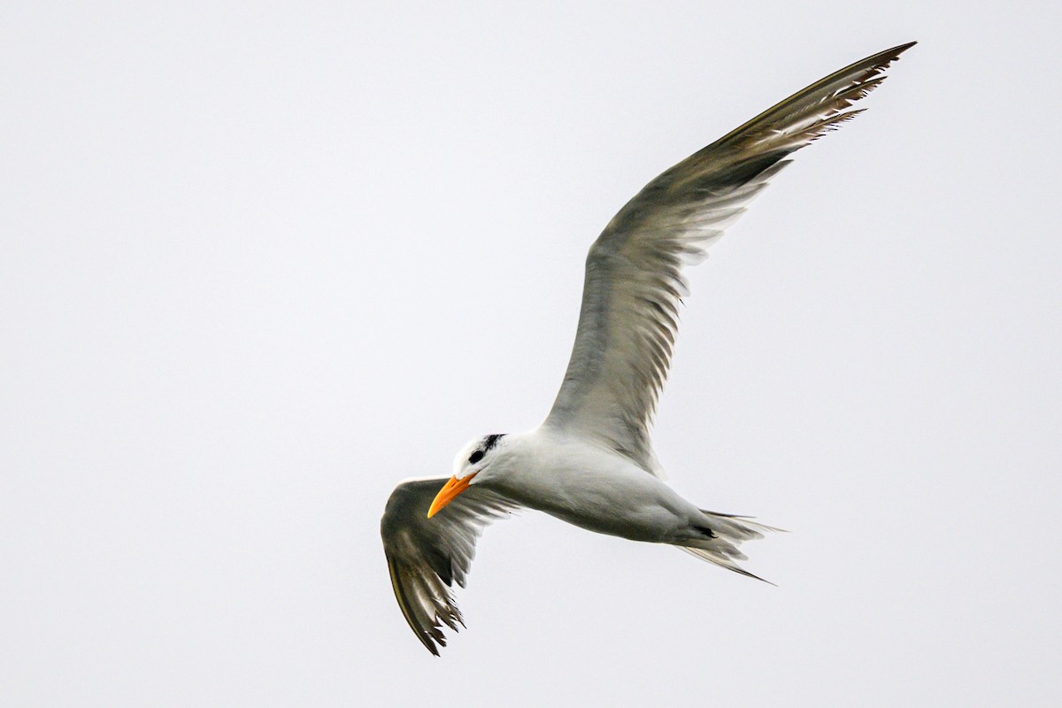 Royal Tern - ML646529114