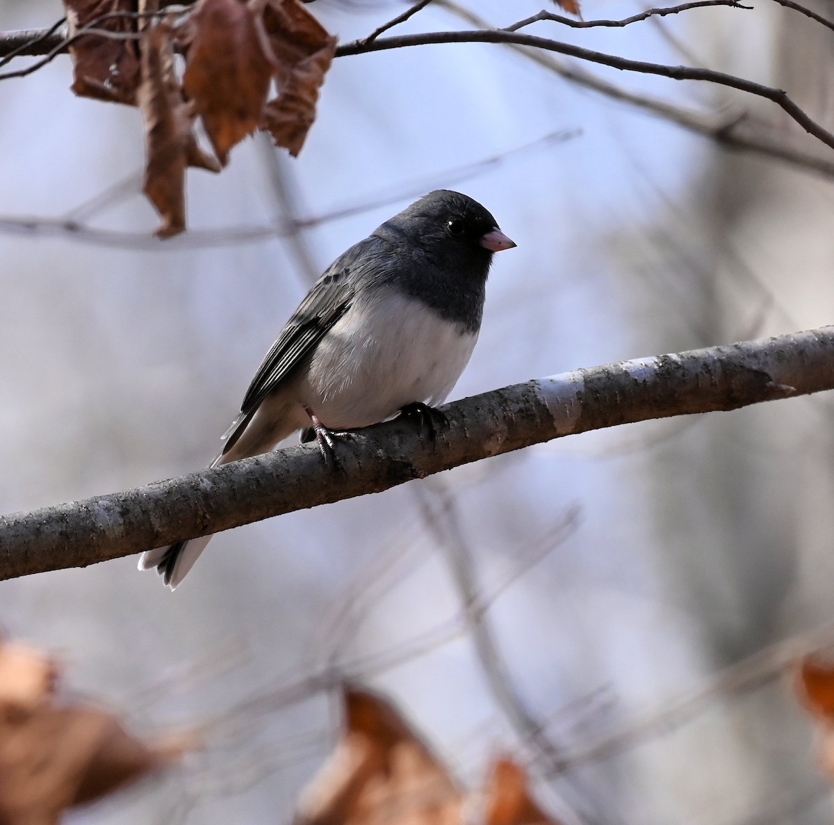 יונקו כהה-עין - ML646529115