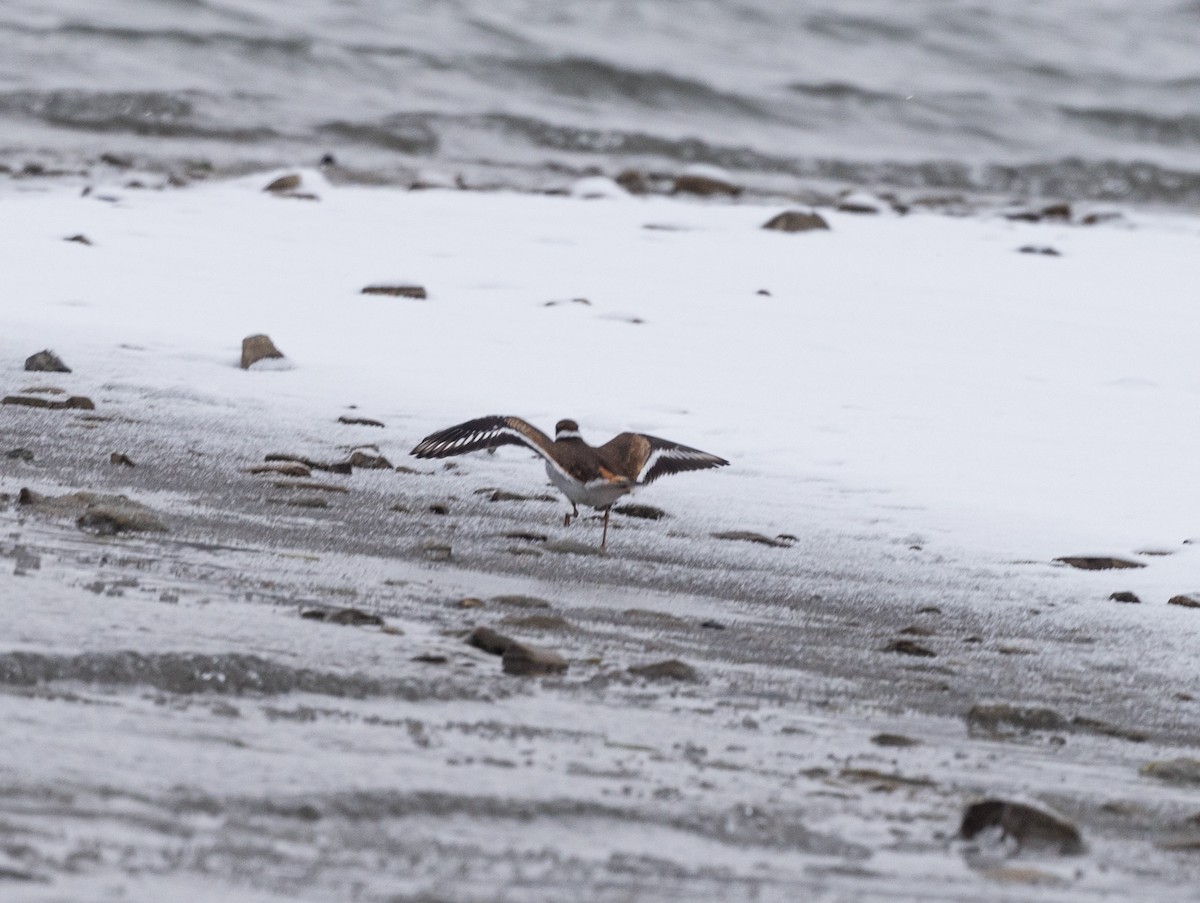 Killdeer - ML646529117