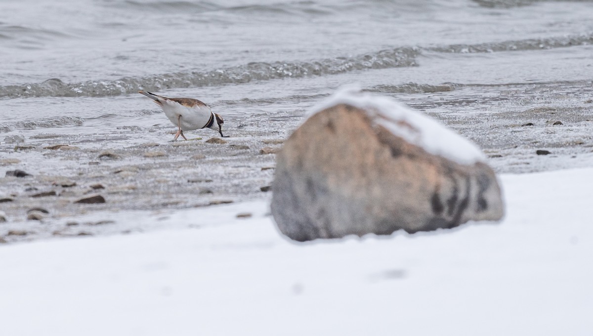 Killdeer - ML646529118