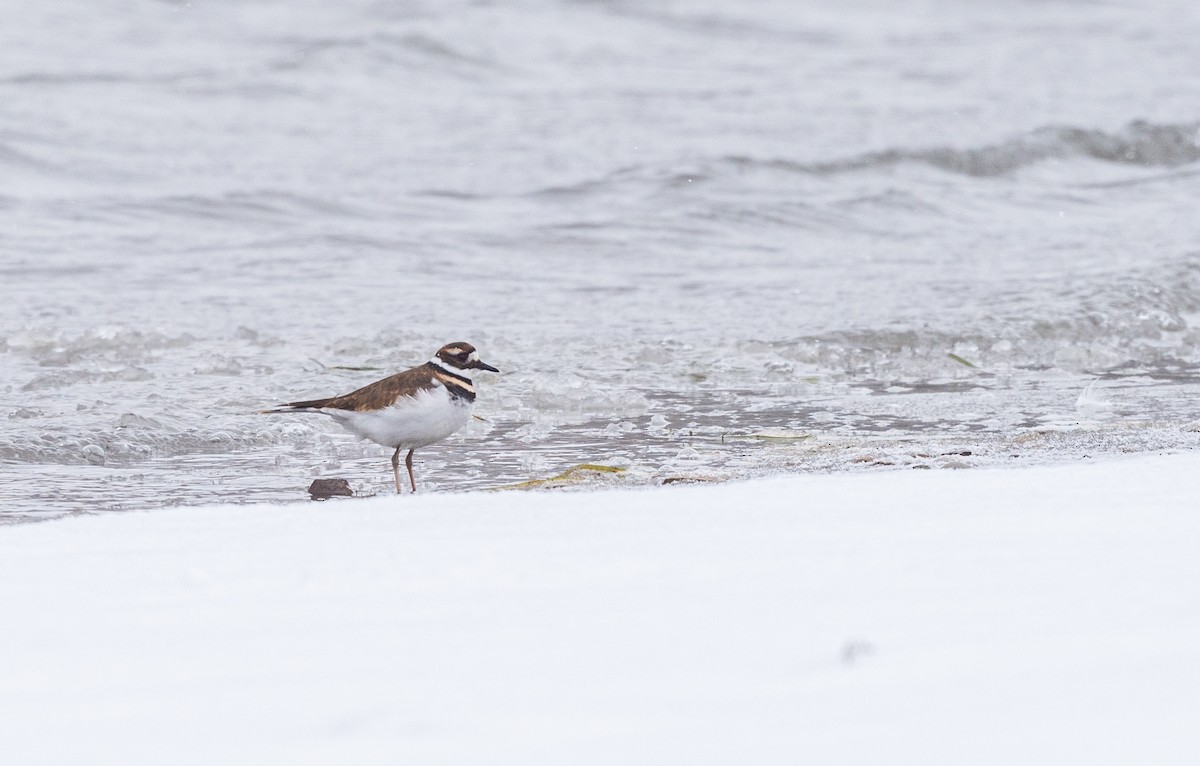 Killdeer - ML646529119