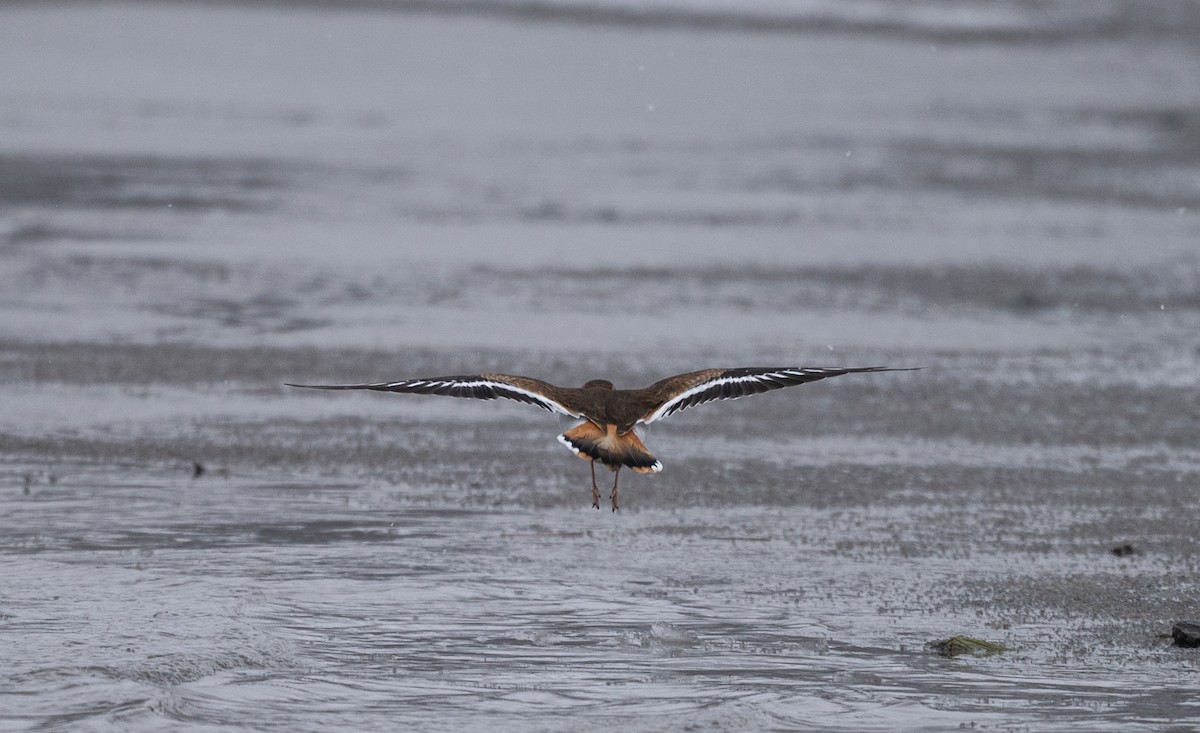 Killdeer - ML646529120