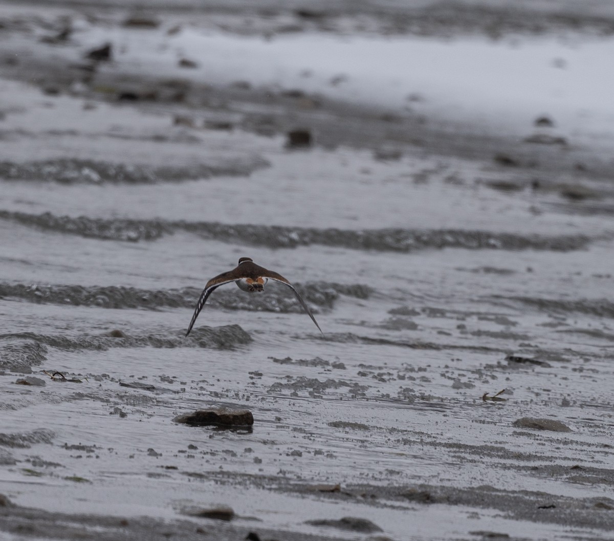 Killdeer - ML646529121