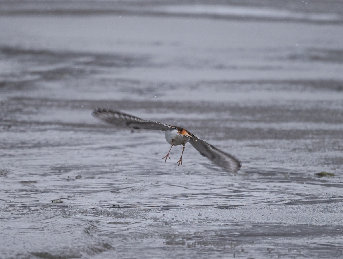 Killdeer - ML646529122