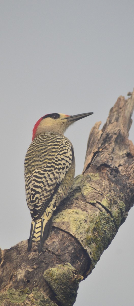 West Indian Woodpecker - ML646529123