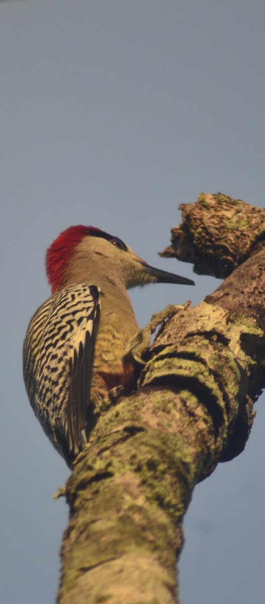 West Indian Woodpecker - ML646529124