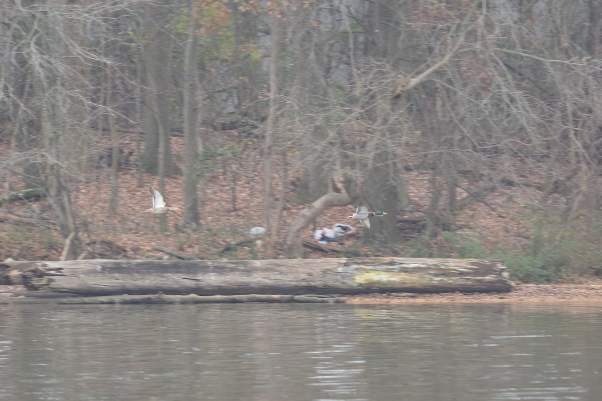 kachna divoká - ML646529128