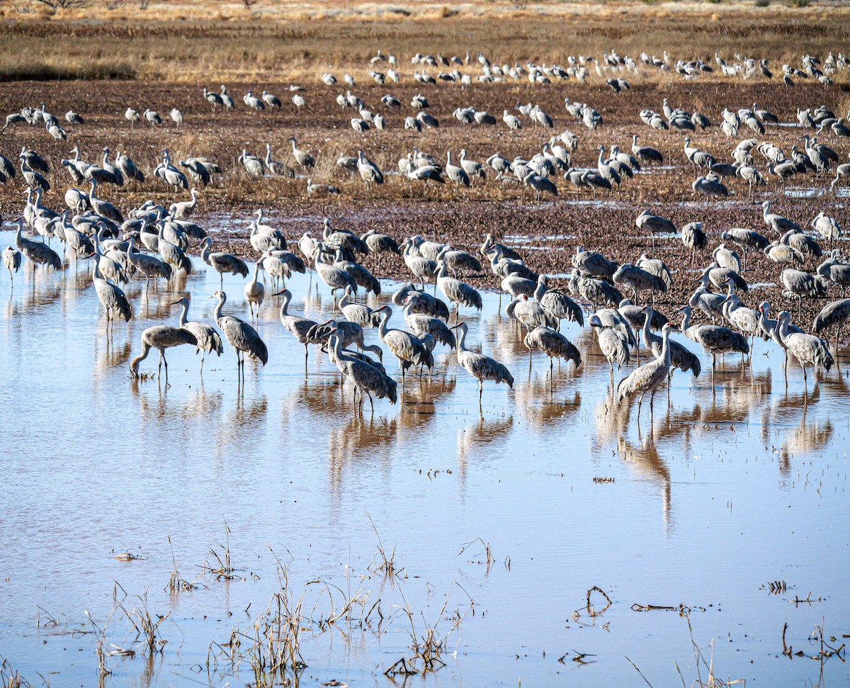 jeřáb kanadský - ML646529129