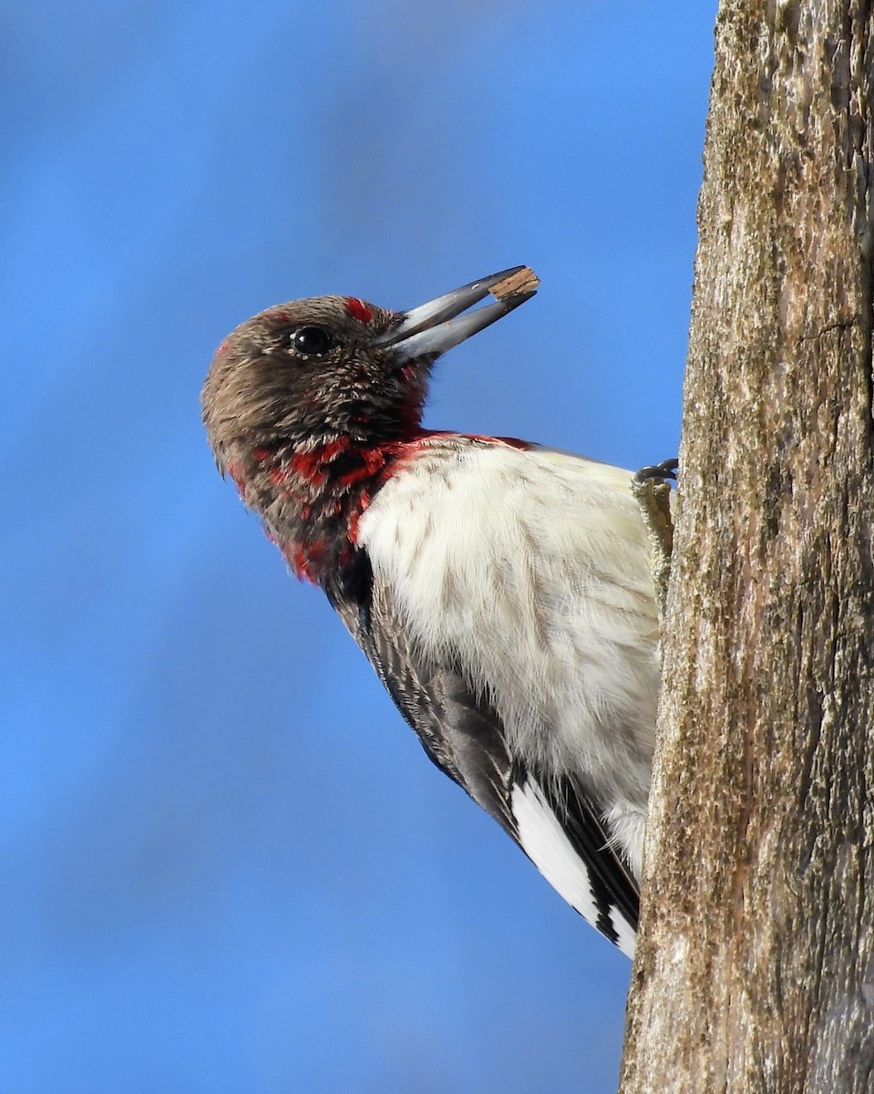 Red-headed Woodpecker - ML646529130