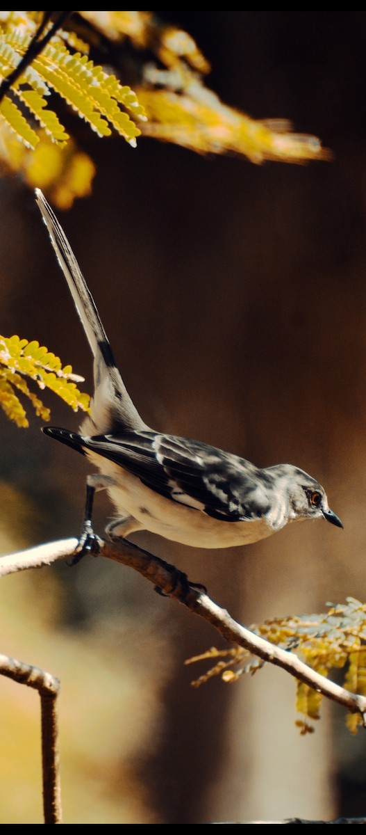 Northern Mockingbird - ML646529131