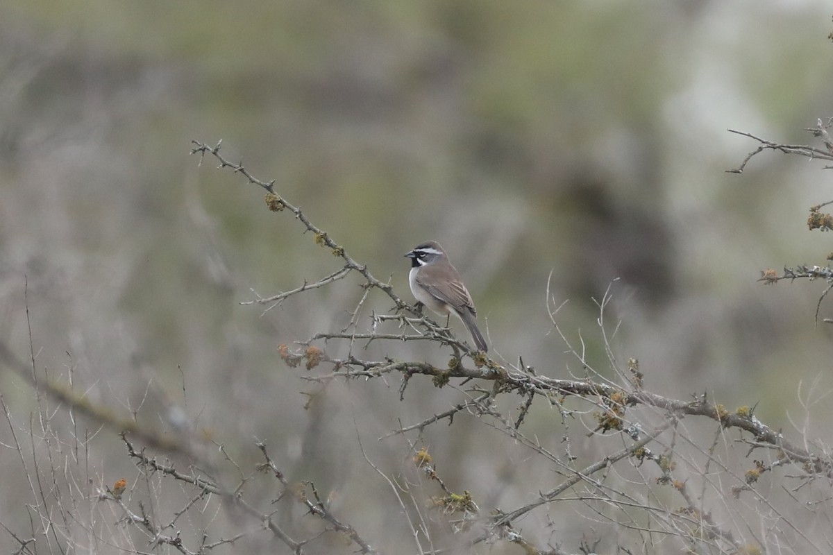 Black-throated Sparrow - ML646529134
