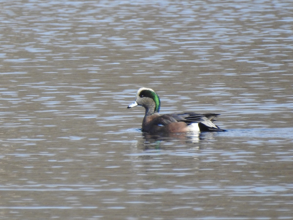 American Wigeon - ML646529135
