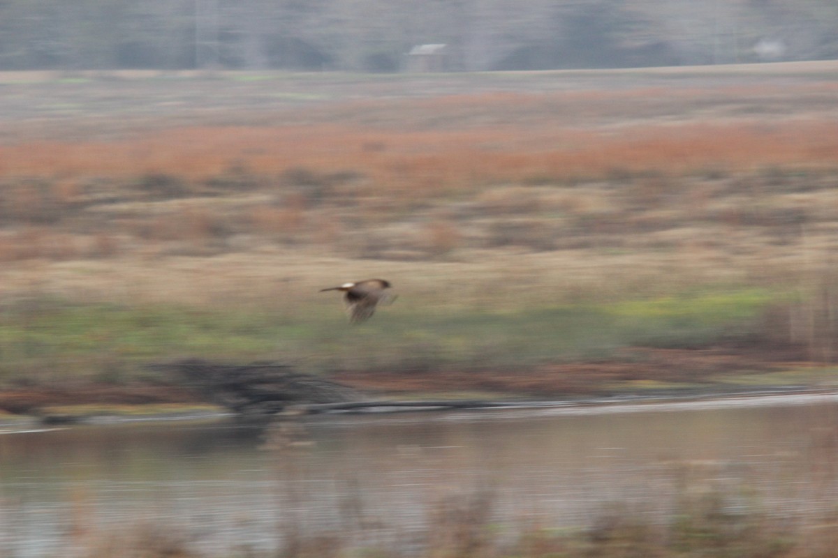 Northern Harrier - ML646529137