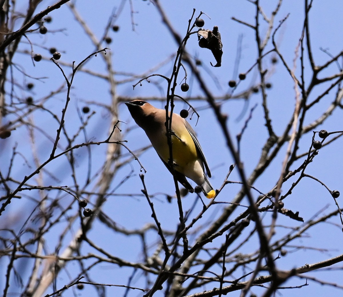 ציצנית אמריקנית - ML646529140