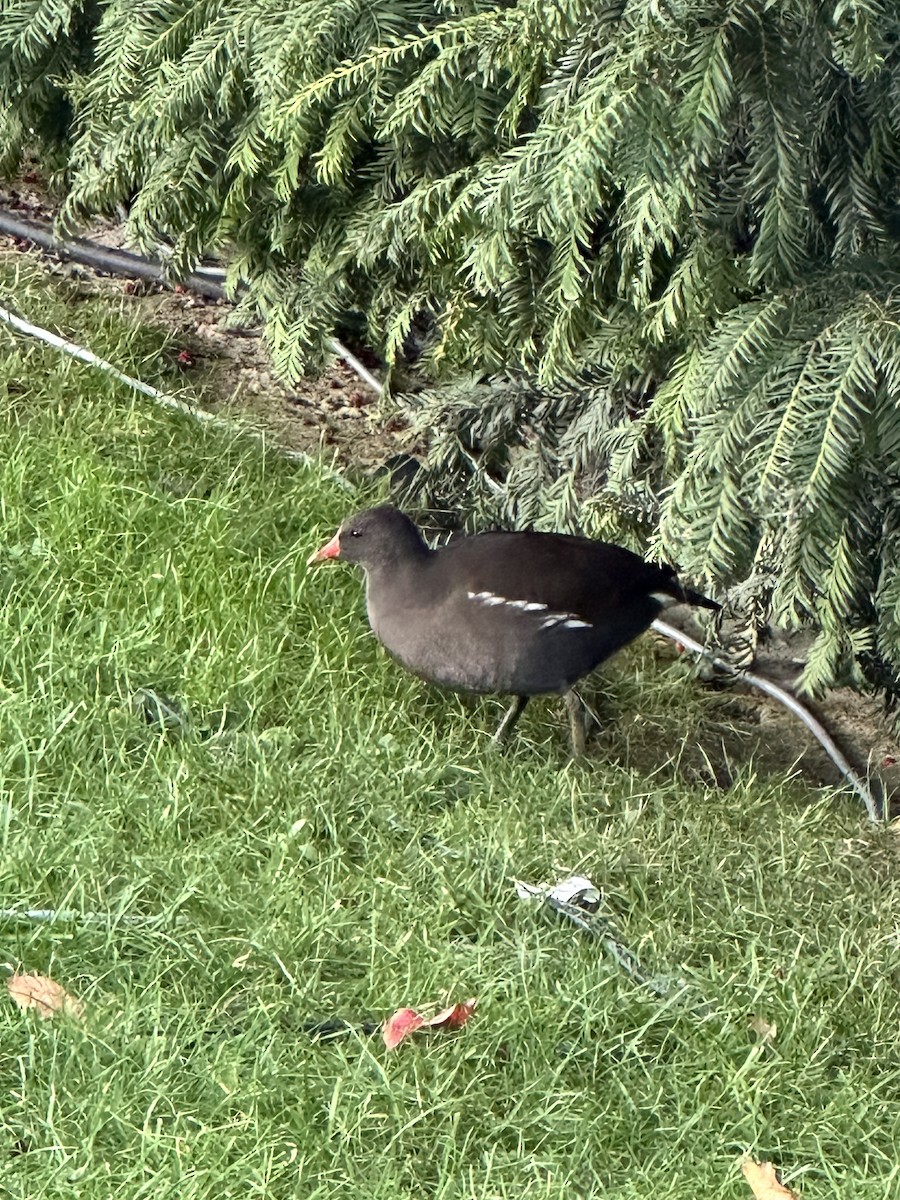 Eurasian Moorhen - ML646529141