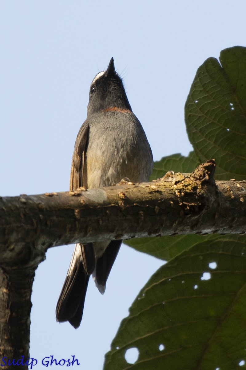 Rufous-gorgeted Flycatcher - ML646529145